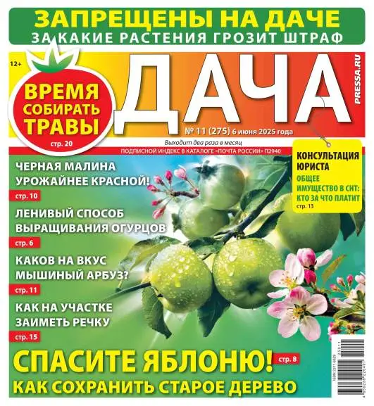Дача №11 июнь 2025