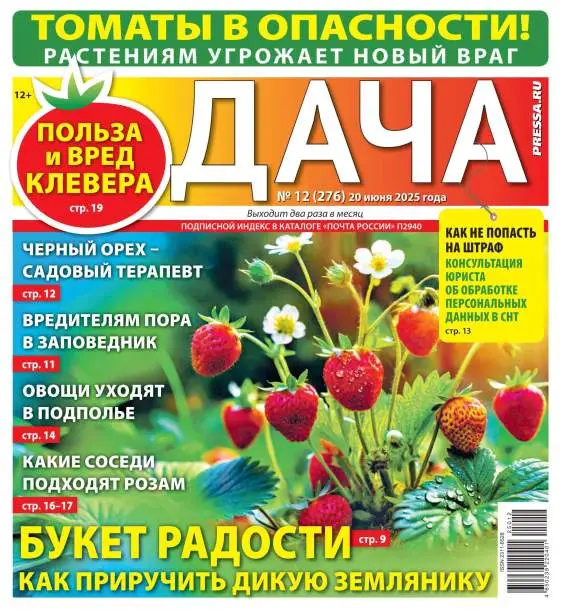 Дача №12 июнь 2025