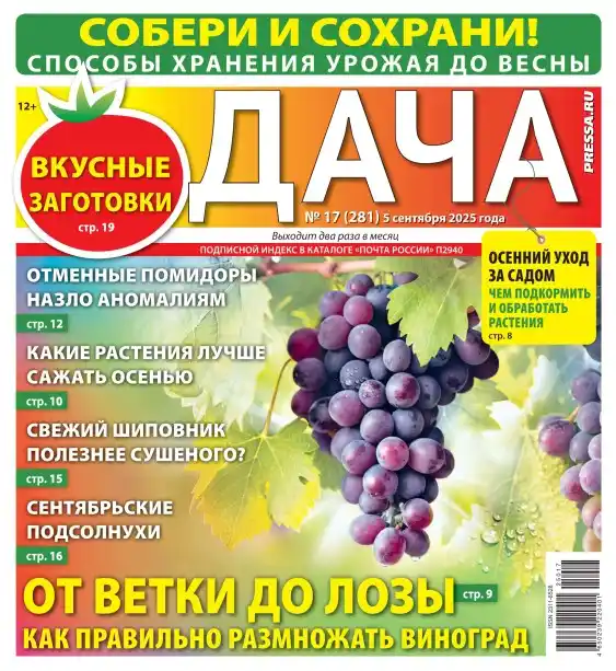 Дача №17 сентябрь 2025