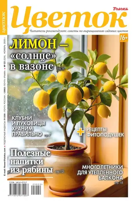 Цветок №22 ноябрь 2025